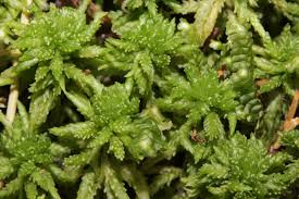 Attēlu rezultāti vaicājumam “Sphagnum centrale sporophyte”