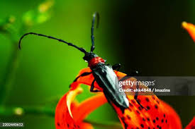 Attēlu rezultāti vaicājumam “Aromia moschata”