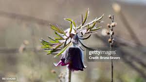 Attēlu rezultāti vaicājumam “Pulsatilla pratensis leaf”