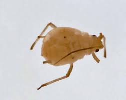 Attēlu rezultāti vaicājumam “Rhopalosiphum oxyacanthae”