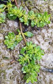 Attēlu rezultāti vaicājumam “Herniaria glabra”