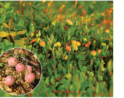 Attēlu rezultāti vaicājumam “Oxycoccus microcarpus”