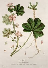 Image result for Malva sylvestris