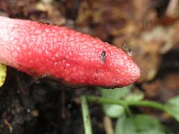 Attēlu rezultāti vaicājumam “Mutinus ravenelii”