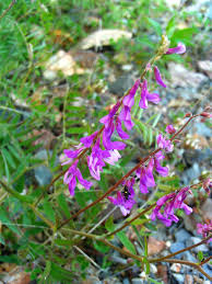 Attēlu rezultāti vaicājumam “Vicia tenuifolia flower”