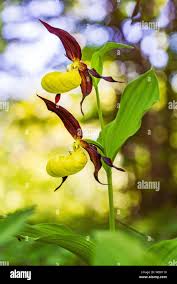 Attēlu rezultāti vaicājumam “Cypripedium calceolus flower”
