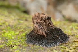 Attēlu rezultāti vaicājumam “Stemonitidaceae”