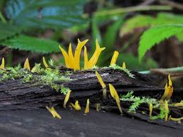 Attēlu rezultāti vaicājumam “Calocera cornea”