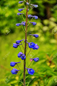 Attēlu rezultāti vaicājumam “Delphinium elatum  bud”