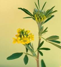 Attēlu rezultāti vaicājumam “Medicago sativa subsp. falcata”