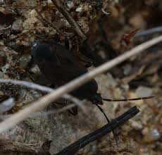 Attēlu rezultāti vaicājumam “Eremocoris plebejus”