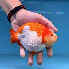 Image result for 金魚