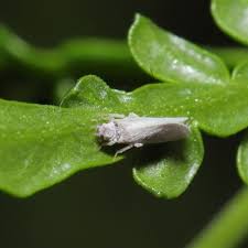 Attēlu rezultāti vaicājumam “Coniopterygidae”