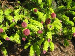 Attēlu rezultāti vaicājumam “Picea abies male flower”