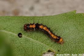 Attēlu rezultāti vaicājumam “Acronicta rumicis imago”