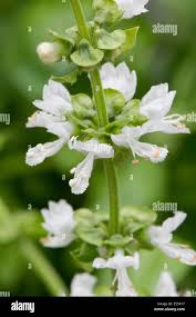 Attēlu rezultāti vaicājumam “Ocimum basilicum flower”