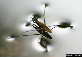 Attēlu rezultāti vaicājumam “Gerridae”