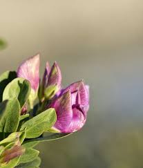 Attēlu rezultāti vaicājumam “Lathyrus tuberosus bud”