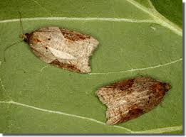 Attēlu rezultāti vaicājumam “Acleris laterana”