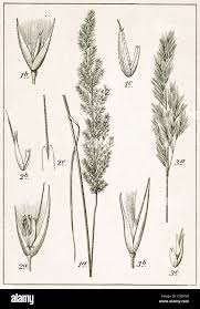 Attēlu rezultāti vaicājumam “Calamagrostis epigeios”