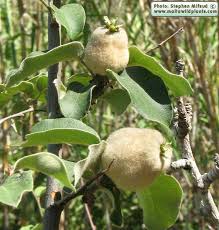 Attēlu rezultāti vaicājumam “Cydonia oblonga fruit”
