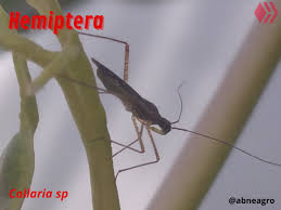 Attēlu rezultāti vaicājumam “Collaria sp.”