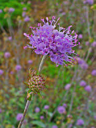 Attēlu rezultāti vaicājumam “Succisa pratensis”