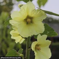 Image result for Alcea rugosa