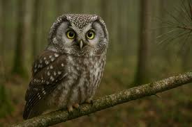 Attēlu rezultāti vaicājumam “Aegolius funereus”