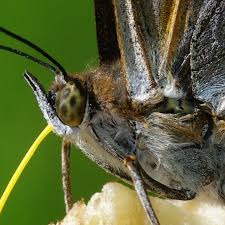 Attēlu rezultāti vaicājumam “Apatura iris”