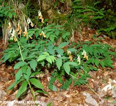 Attēlu rezultāti vaicājumam “Lathyrus laevigatus”