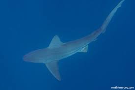 Image result for Carcharhinus plumbeus