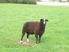 Upland breeds like these are less prone to this fate than the heavy fleeced - via Daymix