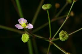 Attēlu rezultāti vaicājumam “Alisma lanceolatum”