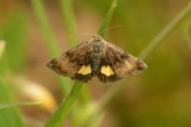 Attēlu rezultāti vaicājumam “Panemeria tenebrata”