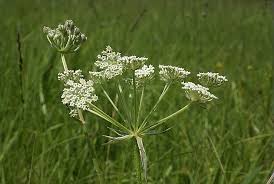 Attēlu rezultāti vaicājumam “Laserpitium prutenicum”