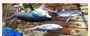 Image result for Alopias pelagicus