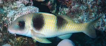 Image result for Parupeneus trifasciatus