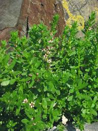 Attēlu rezultāti vaicājumam “Glaux maritima”