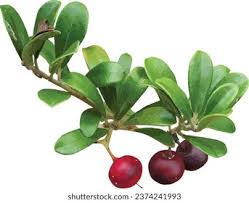 Attēlu rezultāti vaicājumam “Arctostaphylos uva-ursi fruit”