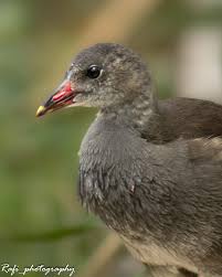 Attēlu rezultāti vaicājumam “Gallinula chloropus juvenile”
