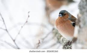 Attēlu rezultāti vaicājumam “Fringilla coelebs nest”