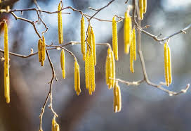 Attēlu rezultāti vaicājumam “Corylus avellana male flower”