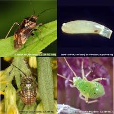 Attēlu rezultāti vaicājumam “Lygus nymph nymph”