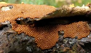 Attēlu rezultāti vaicājumam “Gulielmina vermicularis macro”