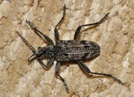 Attēlu rezultāti vaicājumam “Rhagium inquisitor”