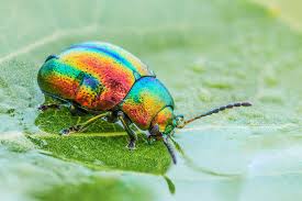 Attēlu rezultāti vaicājumam “Chrysolina fastuosa”