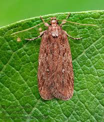 Attēlu rezultāti vaicājumam “Depressaria olerella”