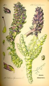 Attēlu rezultāti vaicājumam “Lathraea squamaria”