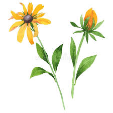 Attēlu rezultāti vaicājumam “Rudbeckia hirta var. hirta leaf”